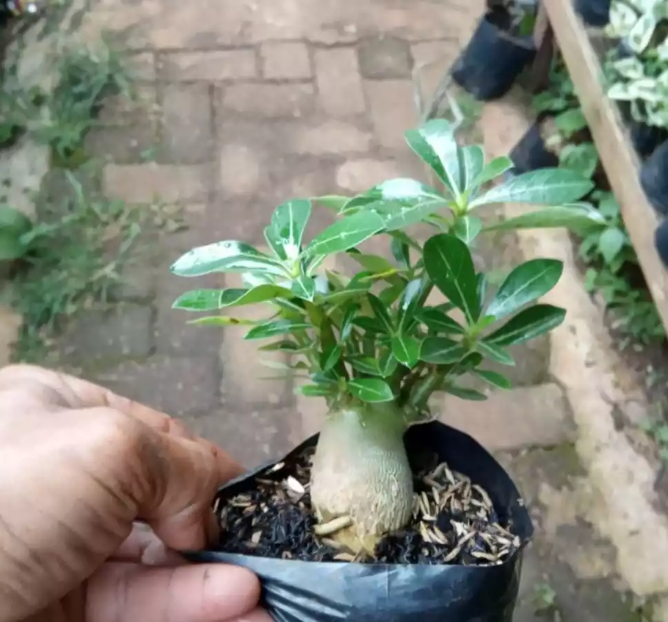 Bonsai Adenium poliback