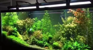 Cara Membuat Hiasan Aquarium dari Styrofoam