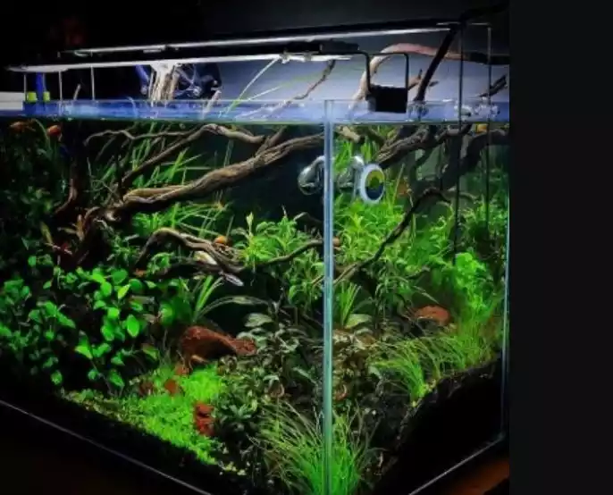 hiasan rumput aquarium